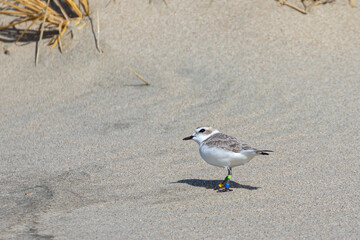 Endangered Nine Year Old Female Snowy Plover Scans the Sky for Predators on an Oregon Beach