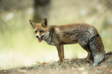 Naklejka na ściany i meble Portrait of a red fox full-body specimen and looking at the front in a forested environment. Image made in a wildlife reserve in Spain.