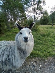 Obraz premium Alpaca en la naturaleza, Puerto Aysén, Chile 