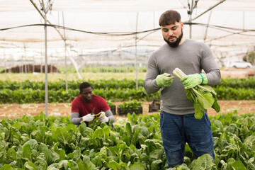 Young farmer engaged in organic vegetables growing, harvesting young and tender leaves of Swiss chard in hothouse
