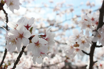 Fototapeta premium Cherry blossoms, Sakura