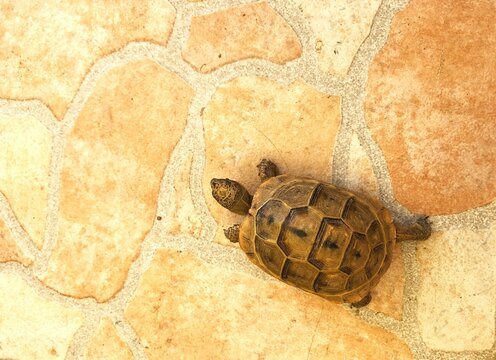 A turtle on a brown and yellow stone field.