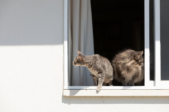 Two grey cats seated at an open window looking opposite ways out.