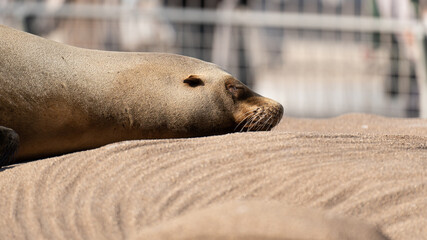 アザラシ © F.masayuki