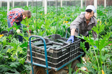adult farmers picking cocozelles in huge hothouse