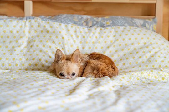 Long-haired tan chihuahua lying on a bed, looking at camera.