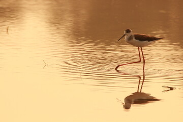 Beautiful of natures in the morning