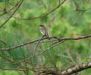 A beautiful gray-green Eastern Phoebe songbird perched in a pine tree in a flatwood meadow feeds on insects