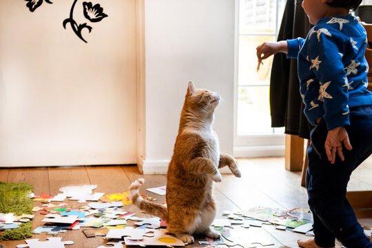 Young child playing indoors with ginger tabby cat.