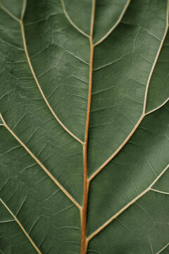 Close up of veins in a green leaf.