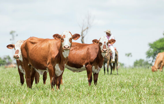 Ganado Beefmaster de potrero