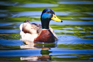 水鳥・鴨のアップ写真