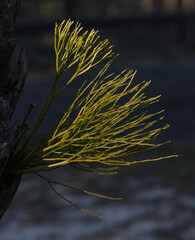 whisk fern aka skeleton fork fern (Psilotum nudum), growing out of palm tree.   Short-lived...