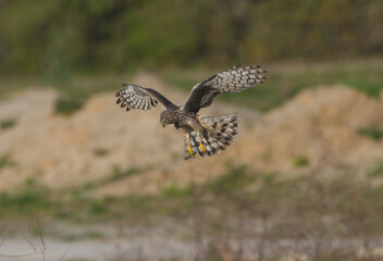 female northern harrier (Circus cyaneus} hunting, looking below, wins and tail spread, grass and...