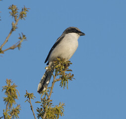 eastern loggerhead shrike (Lanius ludovicianus) perched on top of oak tree in springtime, looking right while hunting