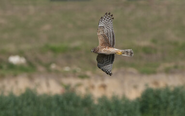 Female northern harrier (circus cyaneus) flying low over meadow, sideways view, underside of wings and tail showing, looking forward, blurred background