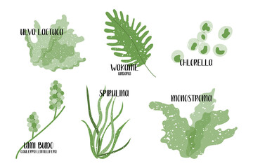 Set of edible seaweeds. Green algae. Sea vegetables. Umi budo, Caulerpa lentillifera, Chlorella, Wakame, Undaria, Monostroma, Ulva lactuca, Spirulina. Vector flat illustration, isolated on white - 420930204