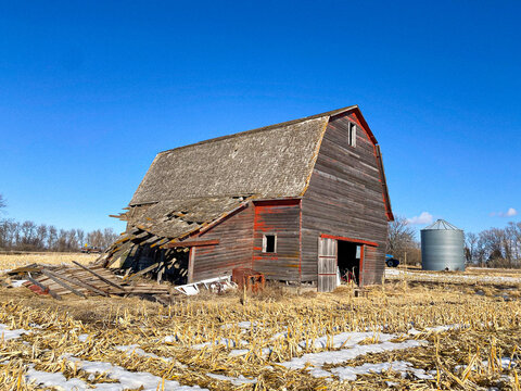 Old historic Livestock Barn stands tall in a cornfield in South Dakota