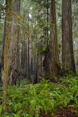 A walk through the mighty Redwood Forest