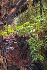 A walk through the mighty Redwood Forest