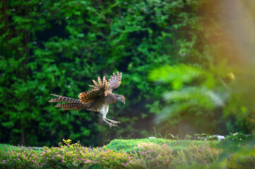 Female of Red golden pheasant flying