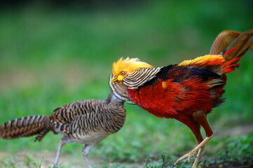 Golden pheasant or Red golden pheasant, The most beautiful chicken