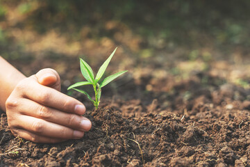 Hand nurturing young baby plants growing in germination sequence on fertile soil at sunset...