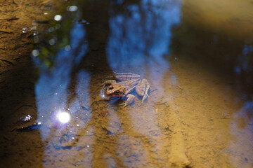 ヤマアカガエル　日本　カエル