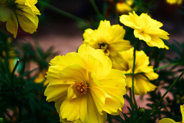 yellow flowers