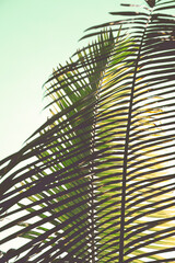 photo of colorful palm leaves in the garden