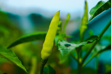 green leaves with water drops