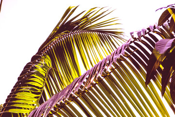 photo of colorful palm leaves in the garden