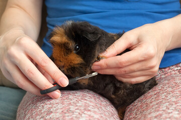 Long un trimmed guinea pig claws on front paw. Maintaining and caring for guinea pigs at home.