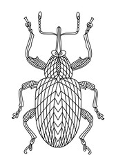 Beetle weevil coloring book. Walnut beetle linear vector illustration. Anti-stress coloring book for adults and children. A hand-drawn coloring book for doodles © Tatyana Olina
