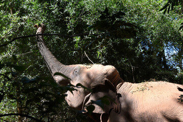 moment of elephant in the jungle