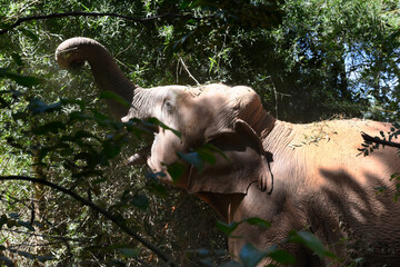 moment of elephant in the jungle