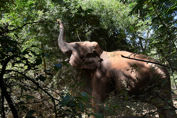 moment of elephant in the jungle