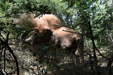 moment of elephant in the jungle