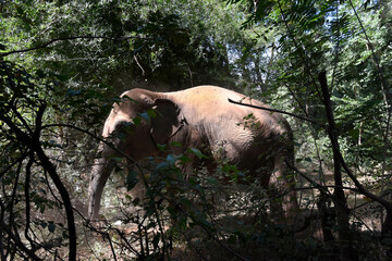 moment of elephant in the jungle