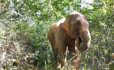 moment of elephant in the jungle
