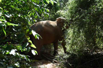 moment of elephant in the jungle