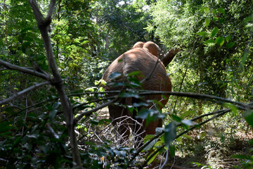 moment of elephant in the jungle