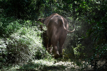 moment of elephant in the jungle