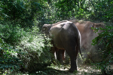 moment of elephant in the jungle