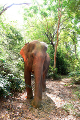 moment of elephant in the jungle