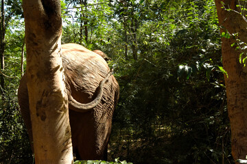 moment of elephant in the jungle