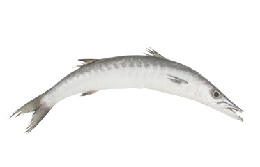Barracuda fish isolated on white background	