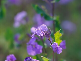 紫の花