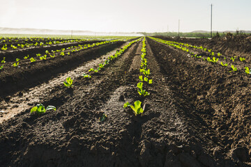 Agricultural field with young plants in rows in sunny day. Spring season, Santa Barbara County, California