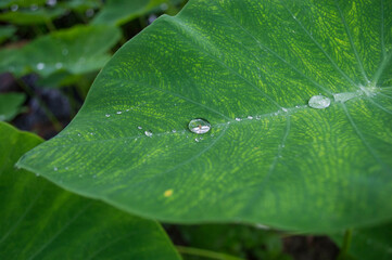 water droplet on arum leaf